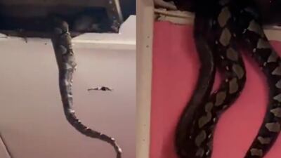 VIDEO. Enormes serpientes rompen el techo de una casa mientras se apareaban