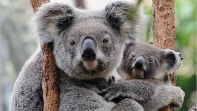 Científicos descubren que excremento de koalas puede salvar su hábitat