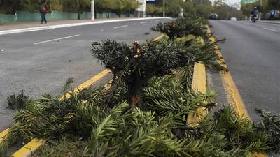 Nuevamente realizan tala ilegal de árboles en bulevar Juan Pablo II
