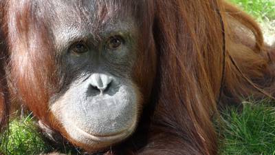 VIDEO. Orangután del zoológico agarra senos de una mujer y le da un beso
