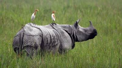 ¿Cuándo se podrán conocer los rinocerontes del Zoológico La Aurora?