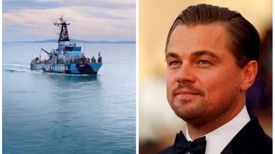 La vaquita marina, una víctima del crimen organizado que Leonardo DiCaprio quiere salvar