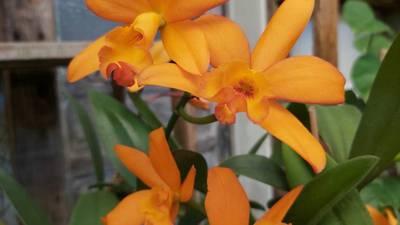 ¿Te gustan las orquídeas? En esta exposición podrás conocer más de mil 500 especies