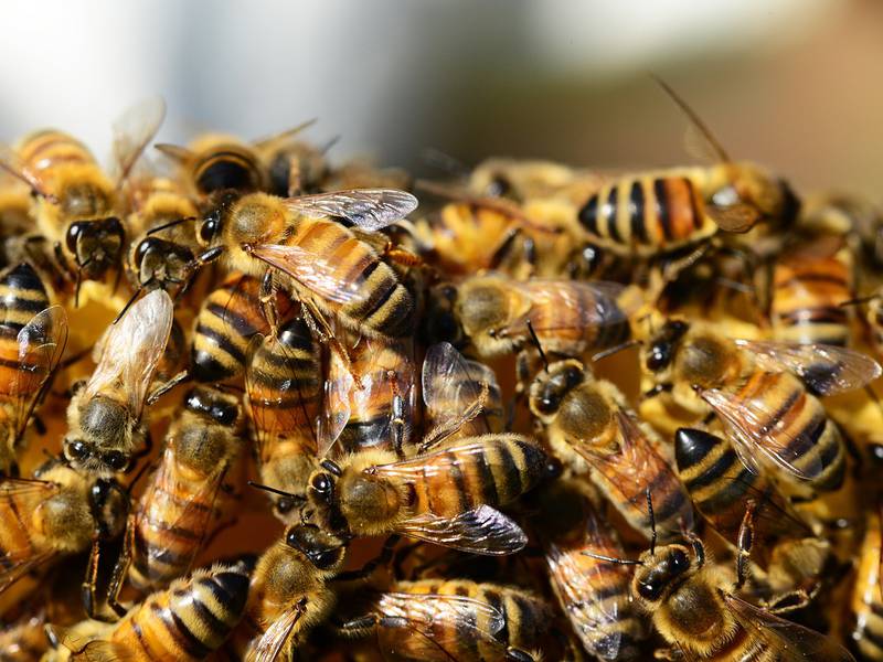 Jugadores del América de Cali fueron atacados por abejas africanas