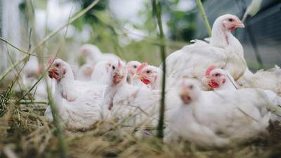 Más de 200 mil aves de corral mueren por brote de influenza aviar en Argentina