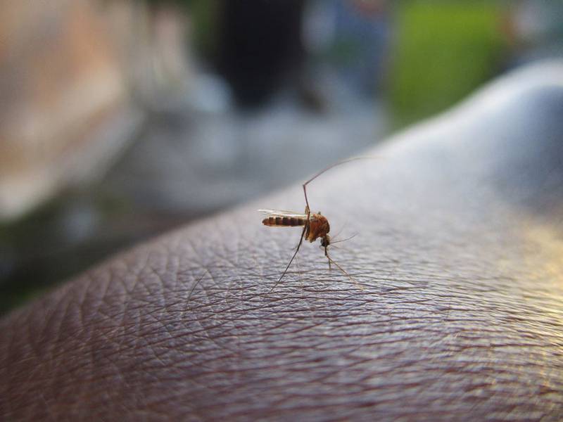 Salud reporta más de 20 mil casos de dengue