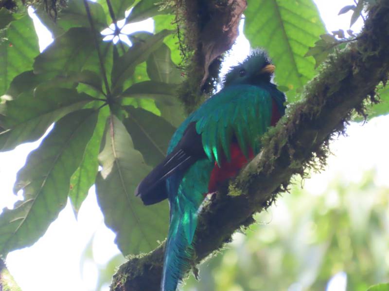 Así se protege el hábitat del Ave Nacional en el Parque Refugio del Quetzal