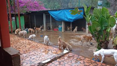 Presuntos mareros del Barrio 18 exigen Q24 mil a refugio de animales en San Lucas Sacatepéquez