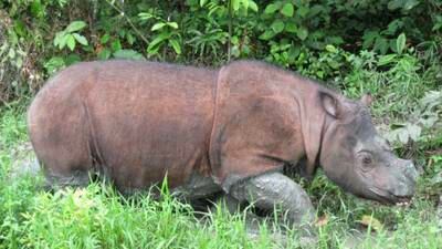 Malasia: Murió el último rinoceronte de Sumatra macho