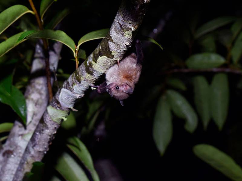 ¡No te pierdas la "Noche Murcielaguera" en el Parque Ecológico La Asunción