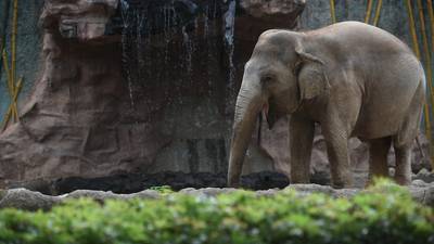 Trompita, la elefanta que llegó al Zoo La Aurora tras ser rescatada de un circo