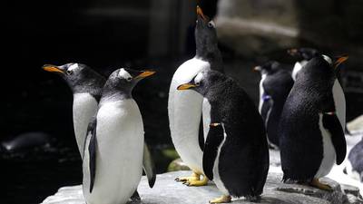 Rescatan a pingüinos en un puesto de sushi en Nueva Zelanda