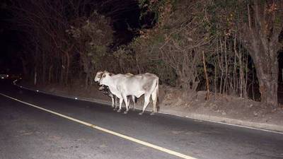 Comuna ordena &#34;retiro&#34; de vacas y caballos que representan un riesgo en carretera