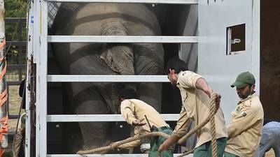 "El elefante más solitario del mundo" será trasladado a Camboya