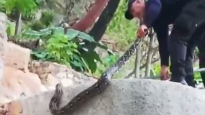VIDEO: encuentran enorme serpiente en balneario de aguas termales