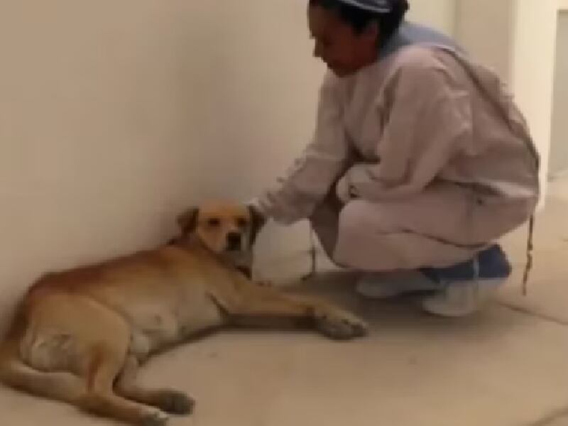 Amor incondicional: Perrito espera por meses a su dueño afuera de hospital