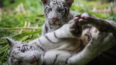 Un zoológico de Nicaragua acoge a dos tigres blancos, especie en peligro de extinción