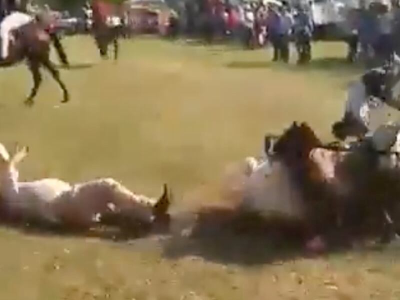 Video: muere jinete tras choque de caballos