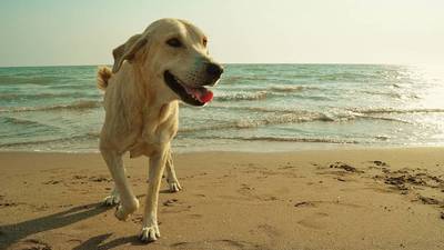 Simpática foto de un perro &#34;protestando&#34; en la playa provoca reacciones