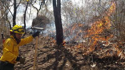 Incendios forestales han arrasado unas 8 mil 700 hectáreas de bosque