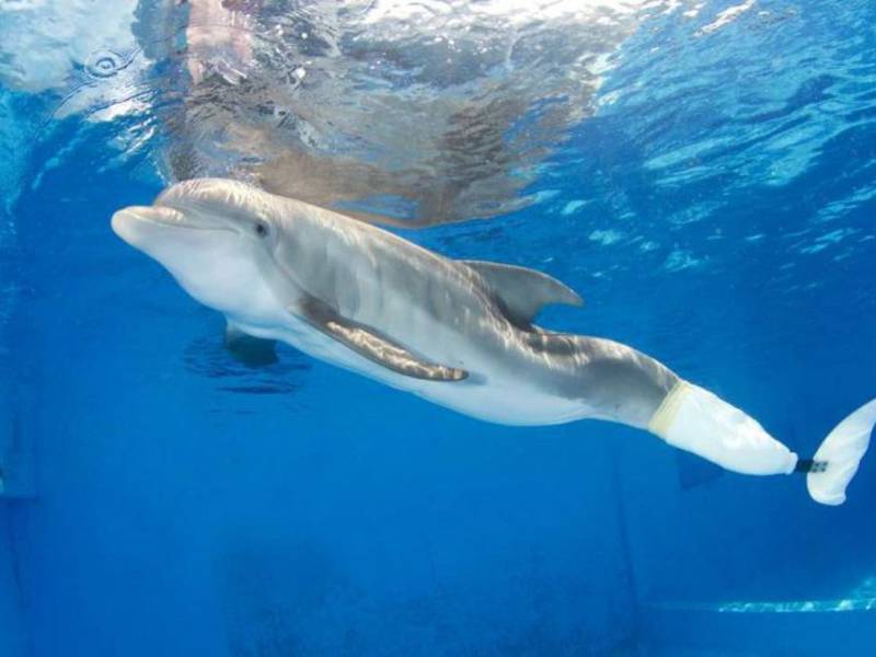 Muere Winter, la delfín protagonista de “Dolphin Tale”