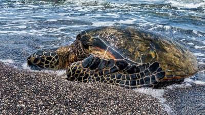 Voluntarios ayudan a tortuga marina de 400 libras a volver al mar