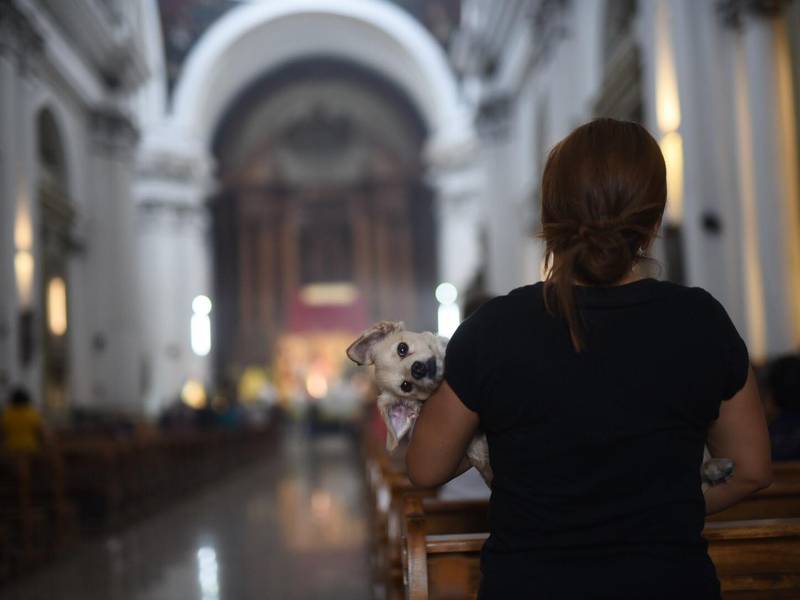 Mascotas reciben la bendición en el marco de la solemnidad de San Francisco