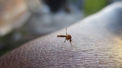 Salud reporta más de 20 mil casos de dengue
