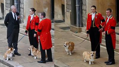 Perros de la reina Isabel II participan en su despedida