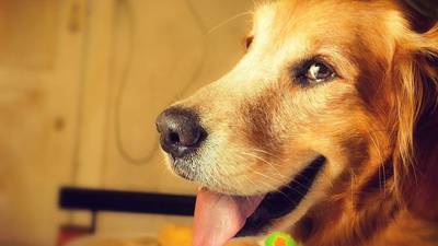 FOTO. Conoce al perro con “cara de humano” que causa furor en las redes