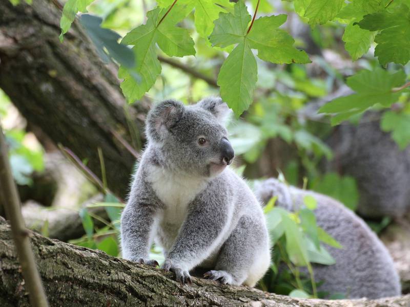 Australia prohíbe tala de árboles en bosque refugio de koalas