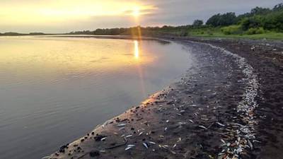 Toneladas de peces en playa de Tecojate murieron por causas naturales