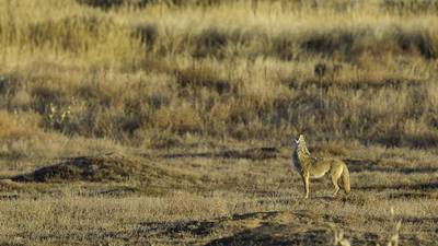 Encuentran a 73 coyotes muertos en Carolina del Norte