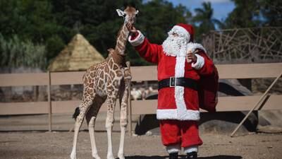¡Llegó la Navidad al Zoo! Leones, jirafas y demás inquilinos reciben regalos