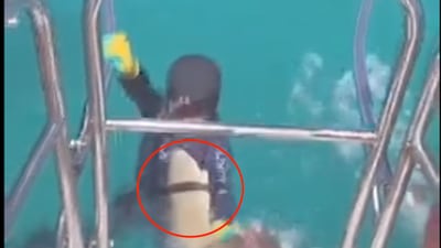 VIDEO. Tiburón salta del agua y ataca a niño