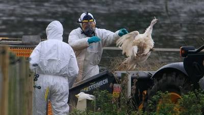 China confirma primer contagio humano de gripe aviar
