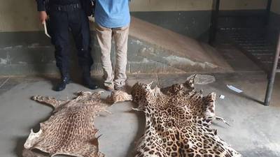 Decomisan pieles de animales silvestres y capturan a un hombre en Cobán