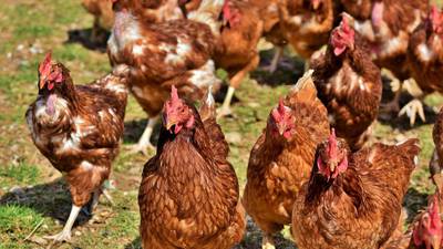 Epidemia de gripe aviar: sacrifican a 16 millones de aves en Francia