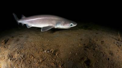 Documentan nueva especie de tiburón en aguas profundas de Guatemala