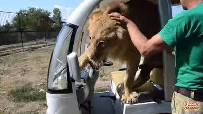 VIDEO. Tierna leona sorprende a turistas con abrazos y besos en safari de Crimea