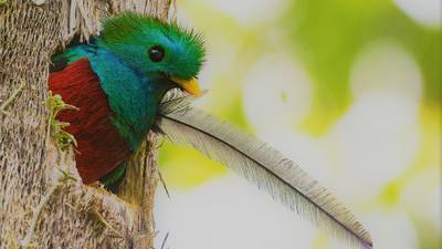 El Quetzal, ave símbolo de Guatemala, y su protección