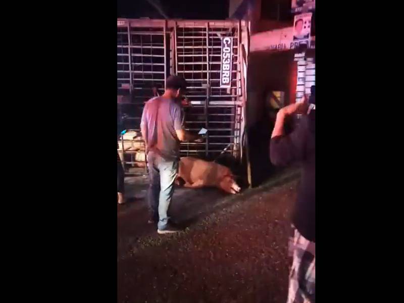 Camión que transportaba cerdos se accidenta en Ciudad San Cristóbal