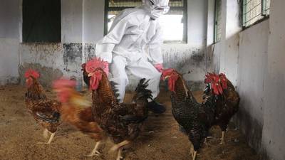 Alarma por epidemia de gripe aviar; sacrifican a decenas de miles de aves