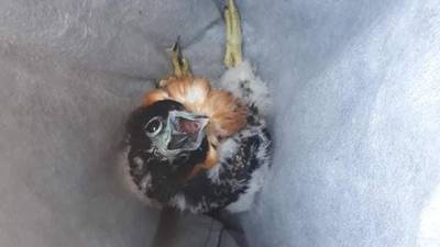 Guatemala tiene tres nuevos halcones “bebés” que nacieron en Tikal