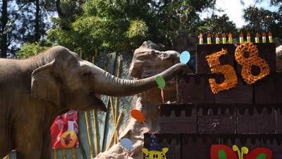 Trompita festeja sus 58 años entre familias y un pastel en el Zoo