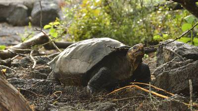 ¡Impactante! Tortuga que se creía extinguida es encontrada en Galápagos