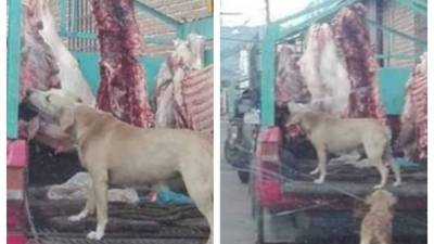 Fotos de perros comiendo carne en Quetzaltenango desatan polémica
