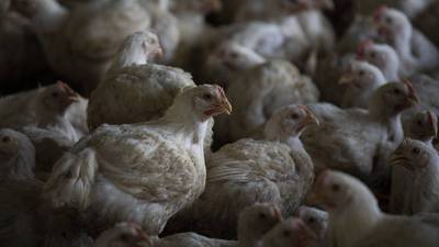 Rusia confirma contagio en humanos por cepa H5N8 de gripe aviar