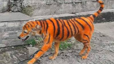 Denuncian maltrato animal; pintan a perrito callejero para que parezca un tigre