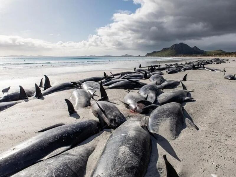 FOTOS: Mueren cientos de ballenas piloto varadas en una playa en Nueva Zelanda